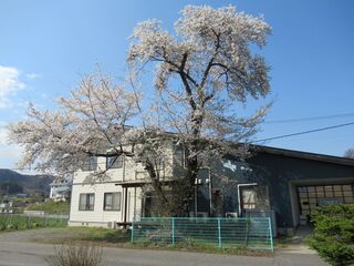 R2.4桜3.JPG