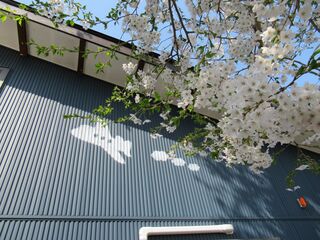 R2.4桜4.JPG